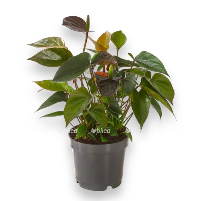 anturium dzhambo blek 17 60 sm e1700331783676