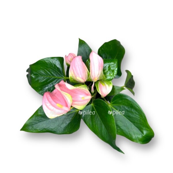 anturium dzholi d9 sm e1725771929112