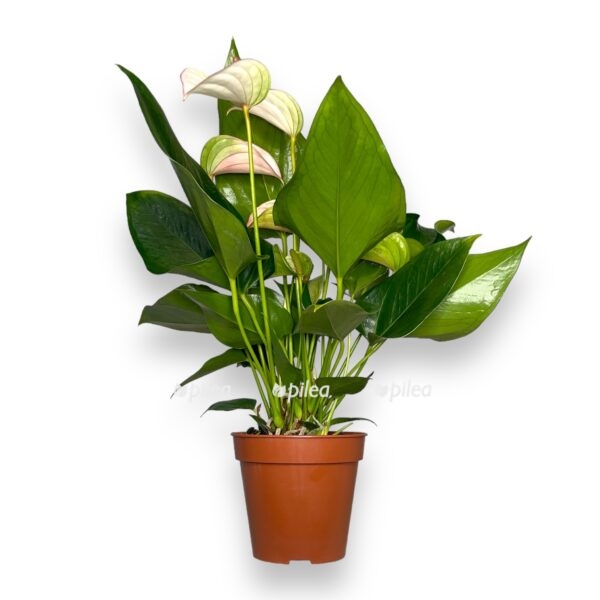 anturium dzholi duo 1 e1723571400203