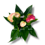 anturium dzholi duo e1769420237548