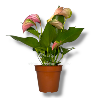 anturium dzholi duo e1770011045163