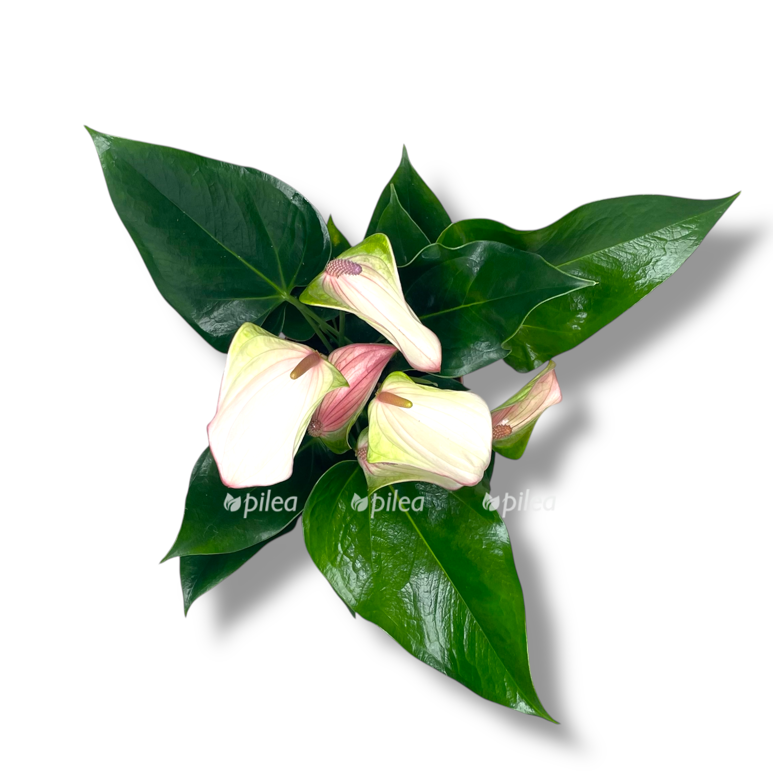 anturium dzholi puls