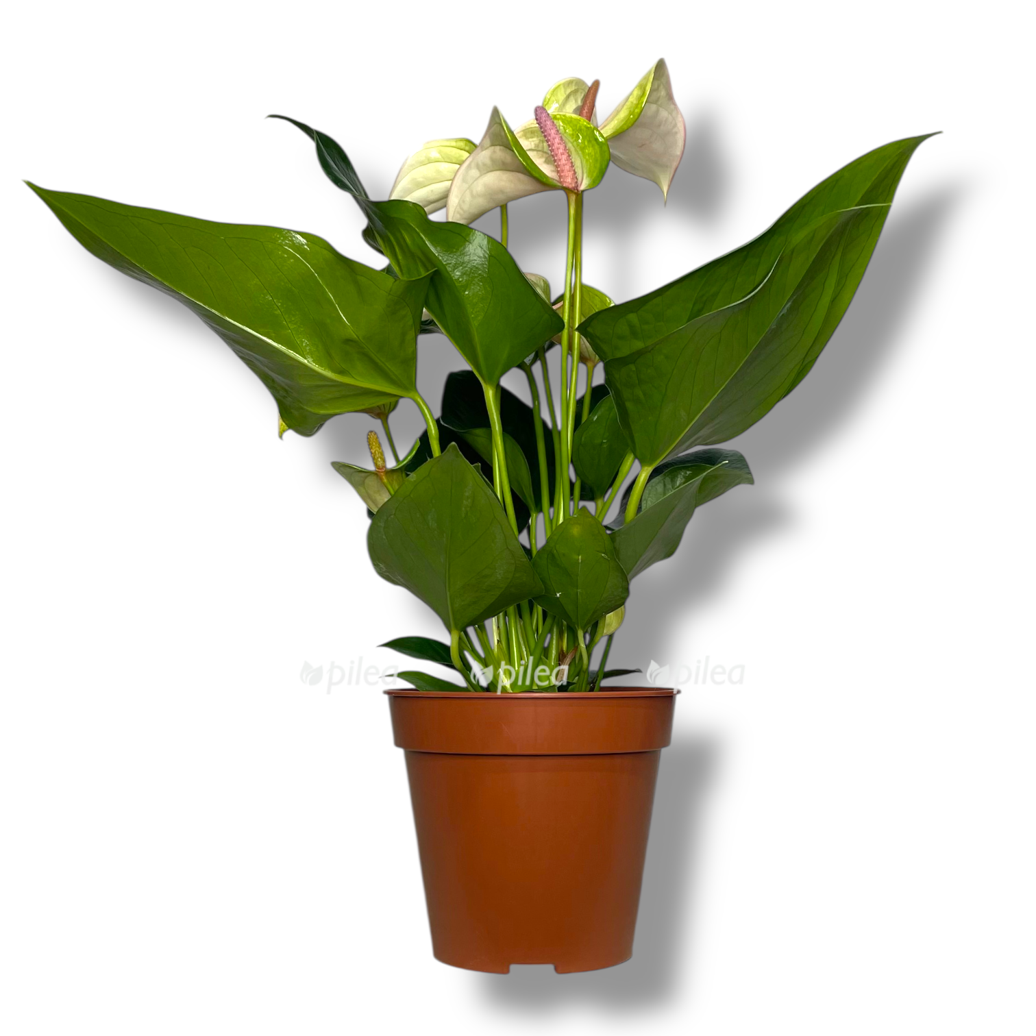 anturium dzholi puls