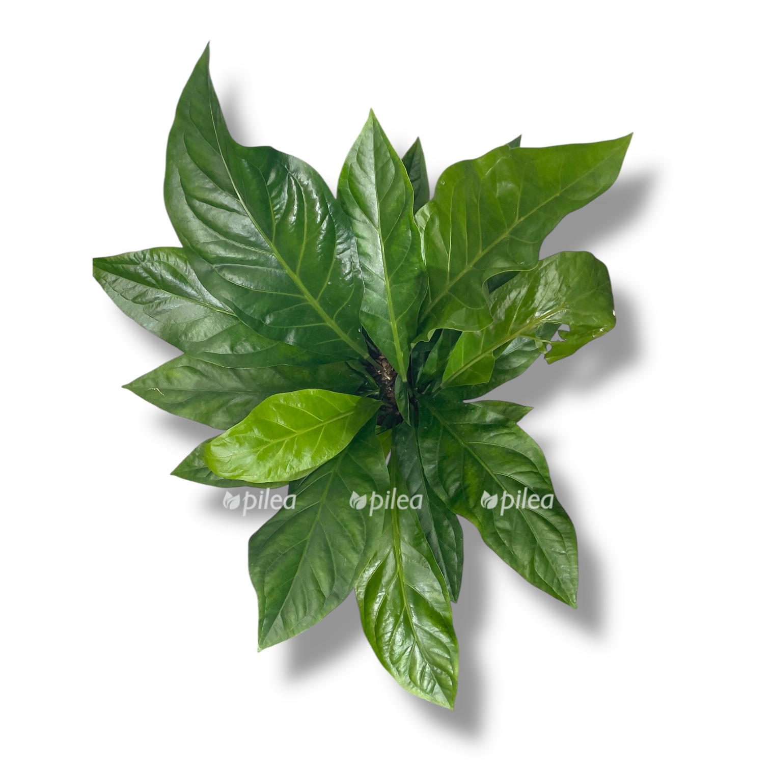 anturium elliptikum dzhangl bush