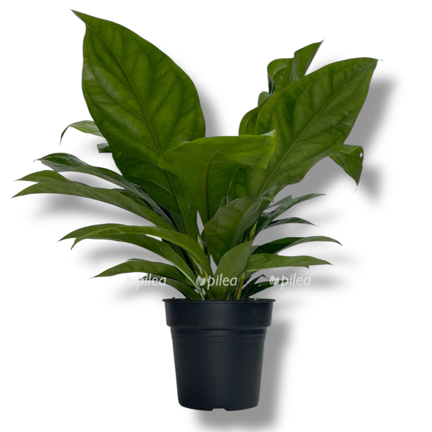 anturium elliptikum dzhangl bush