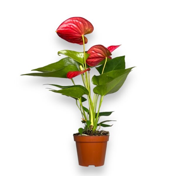 anturium everio e1723567548790