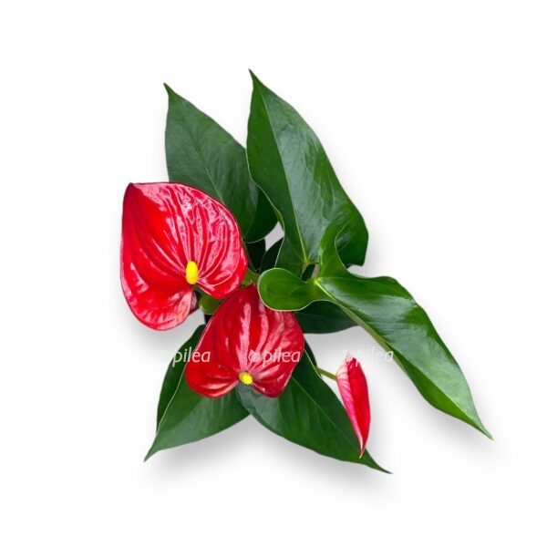 anturium everio e1723567561241