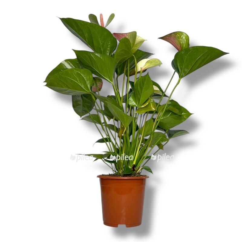 anturium fentezi lav e1758824322503