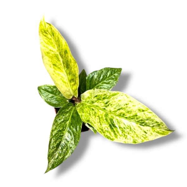 anturium hukeri variegata e1739474352374