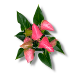 anturium karma pink