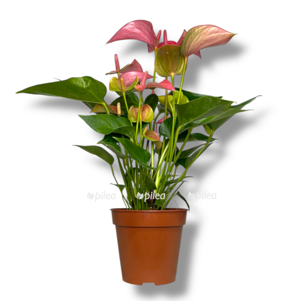 anturium karma pink e1756653365647