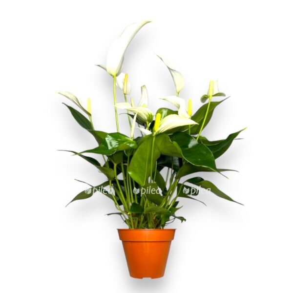 anturium kava e1727370745924