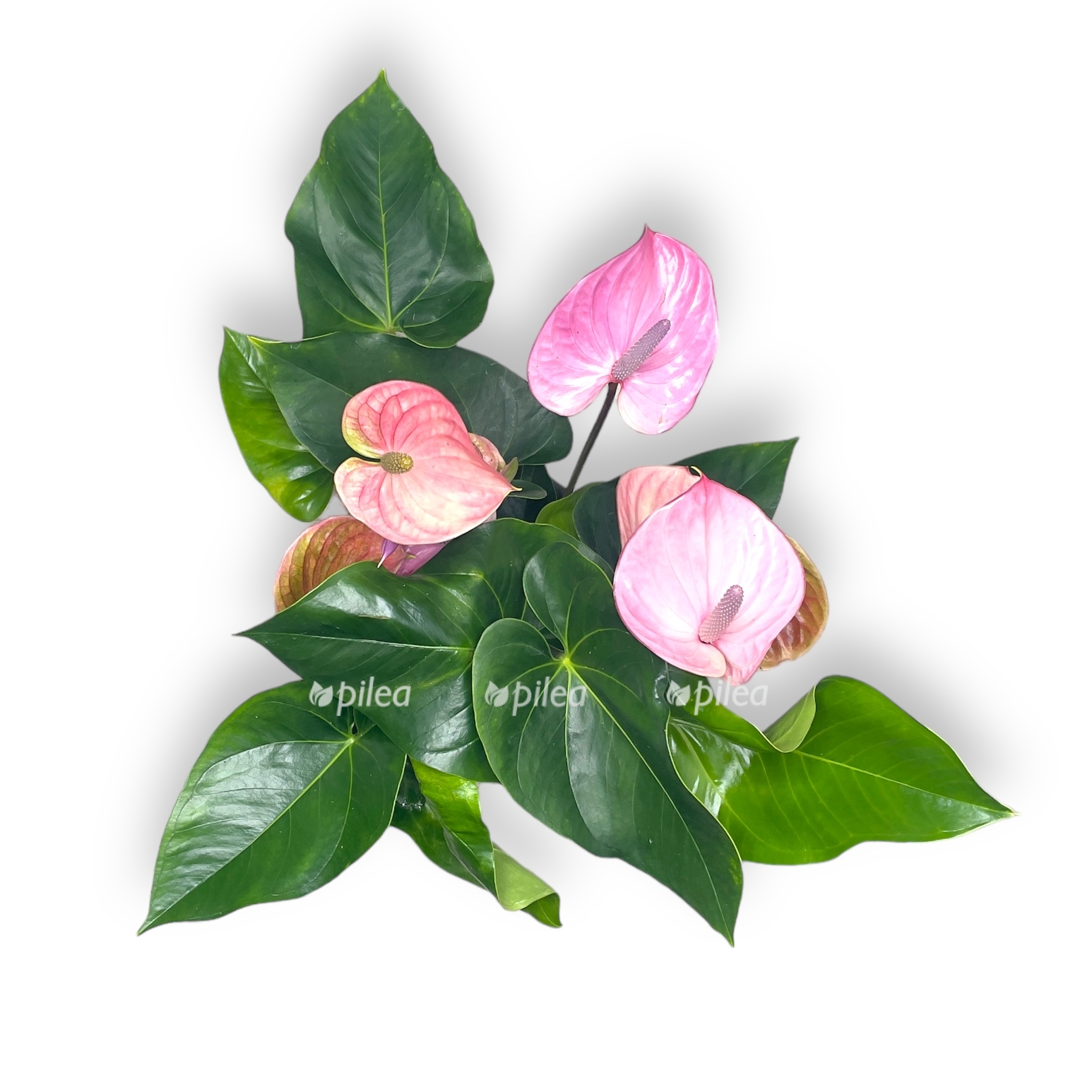 anturium kavalli d17 sm