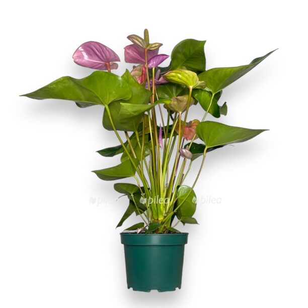 anturium kavalli d17 sm e1769711681329