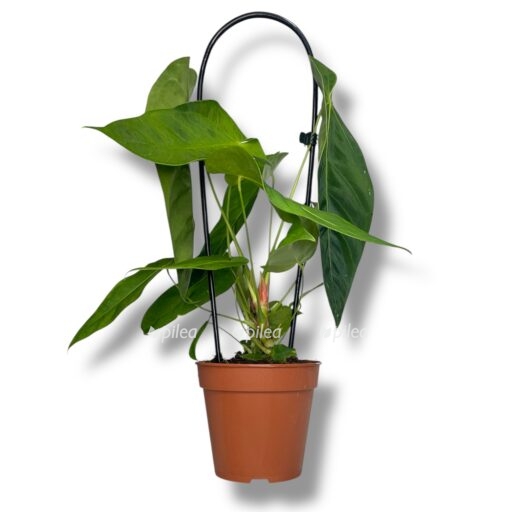 anturium keremalens e1768037920435