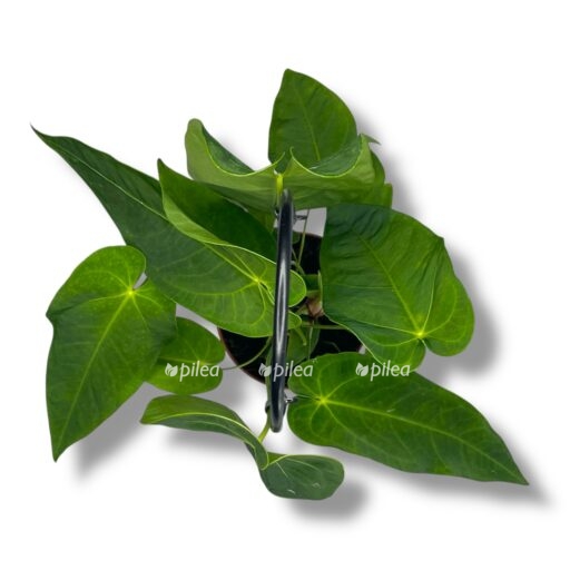 anturium keremalens e1768037933515