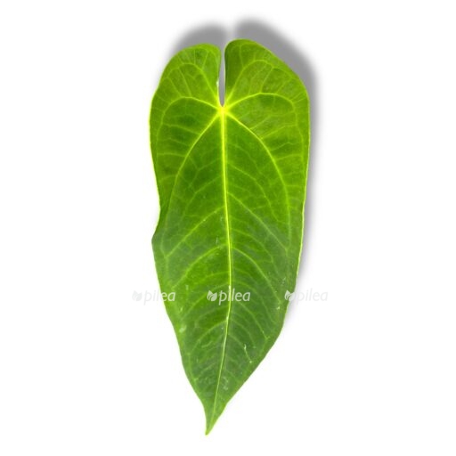 anturium keremalens. e1768037926271