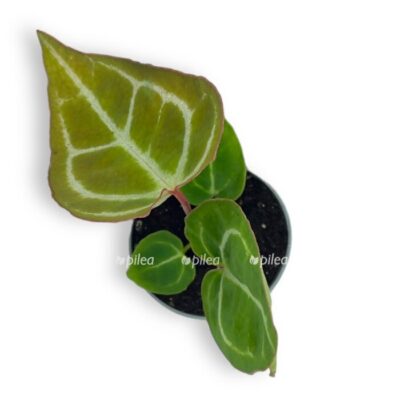 anturium klarinervium 6 10 e1699899462362