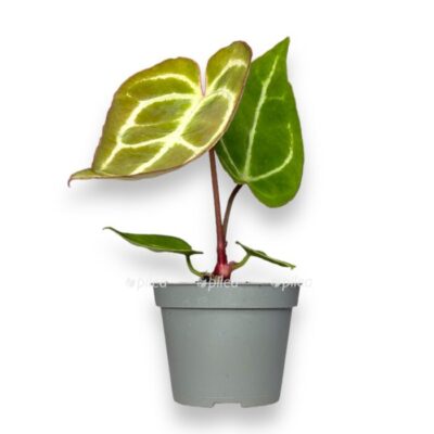 anturium klarinervium 6 10 sm e1699899453861