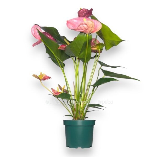 anturium kolorado 1 e1723571976309