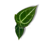 anturium kristallinum