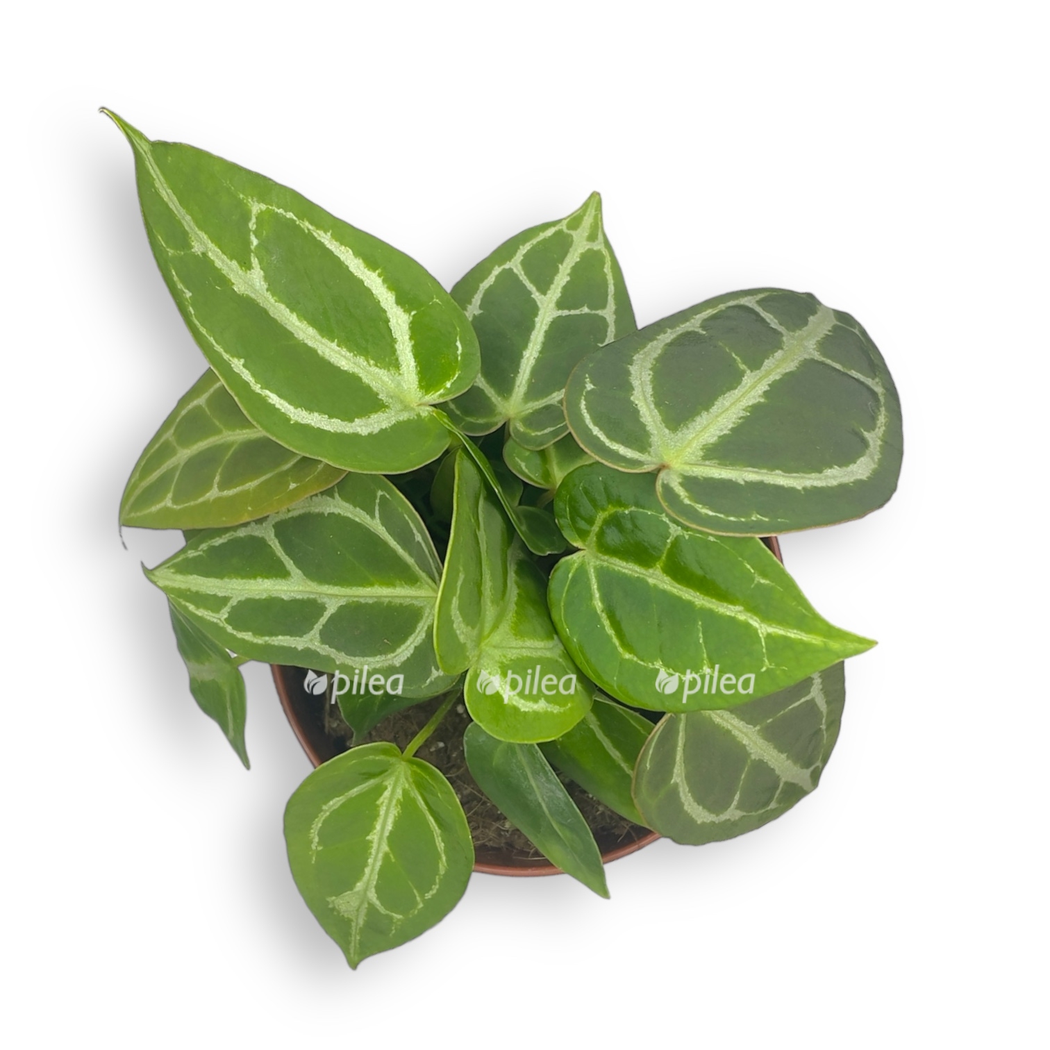 anturium kristallinum