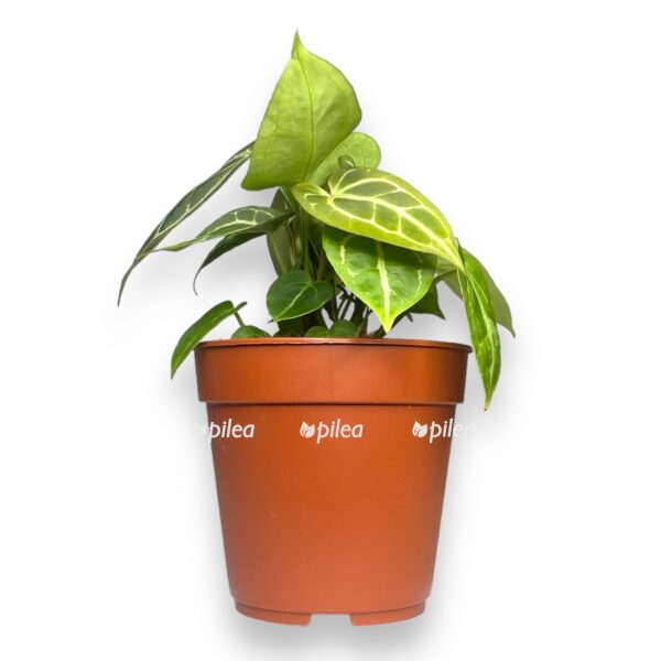 anturium kristallinum e1722700162366