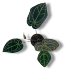 anturium kristallinum red