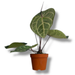 anturium kristallinum red