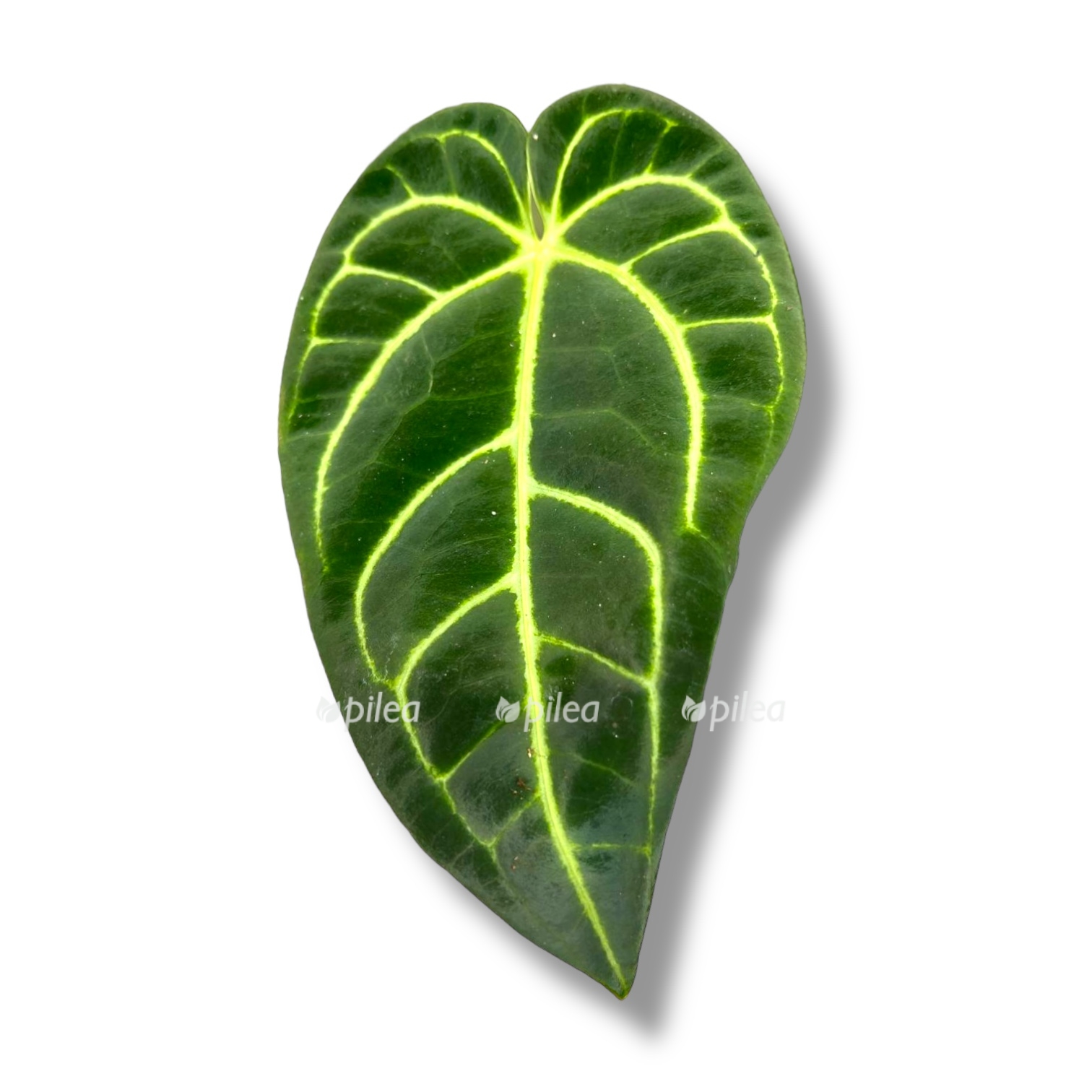 anturium kristallinum regal.