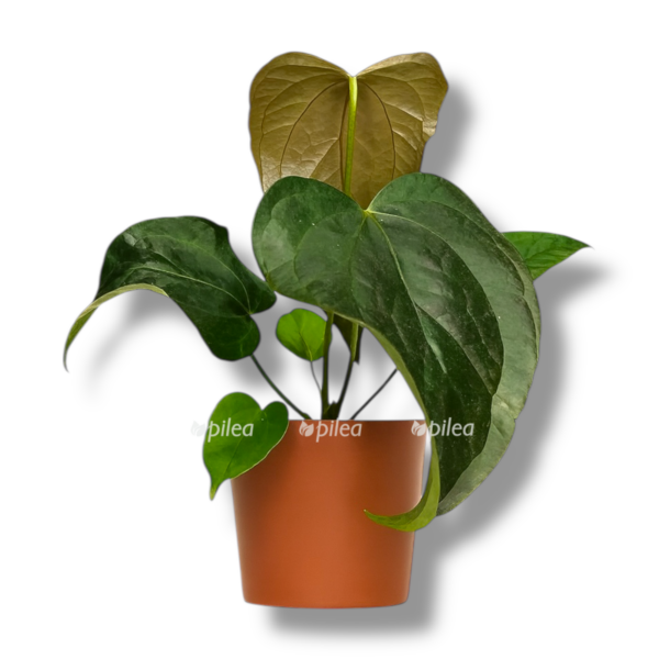 anturium kvin of hyorts e1758267227822