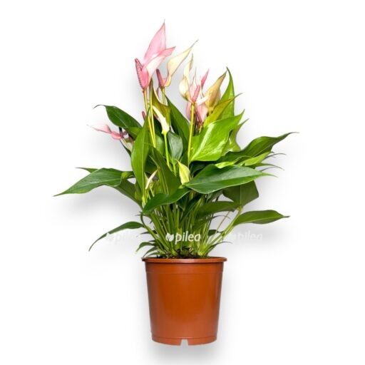 anturium lilli e1768896367222