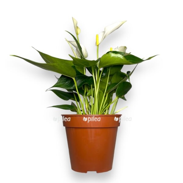 anturium lilli vajt e1723566909679