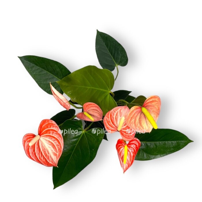 anturium livium oranzh 12 40 e1699369579130