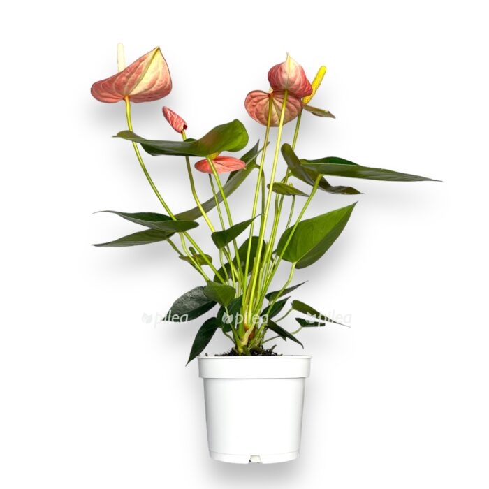 anturium livium oranzh 12 40 sm e1699369590143