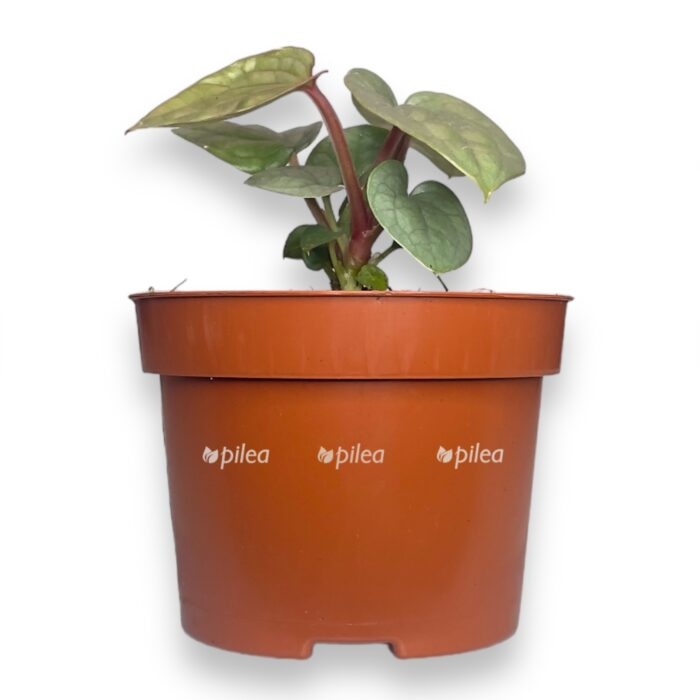 anturium lyuksurians 1 e1716712907543