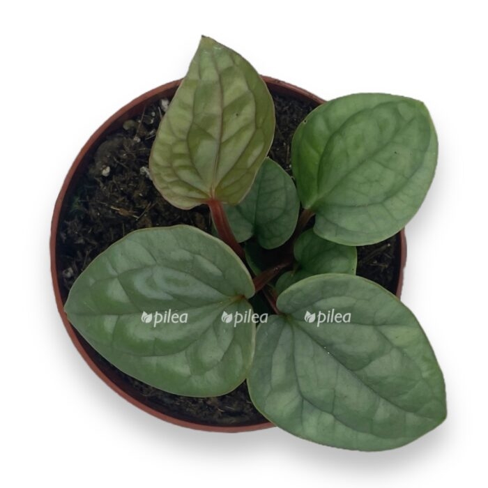 anturium lyuksurians e1716712899554