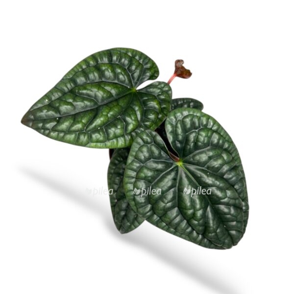 anturium lyuksurians radikans e1742534957985