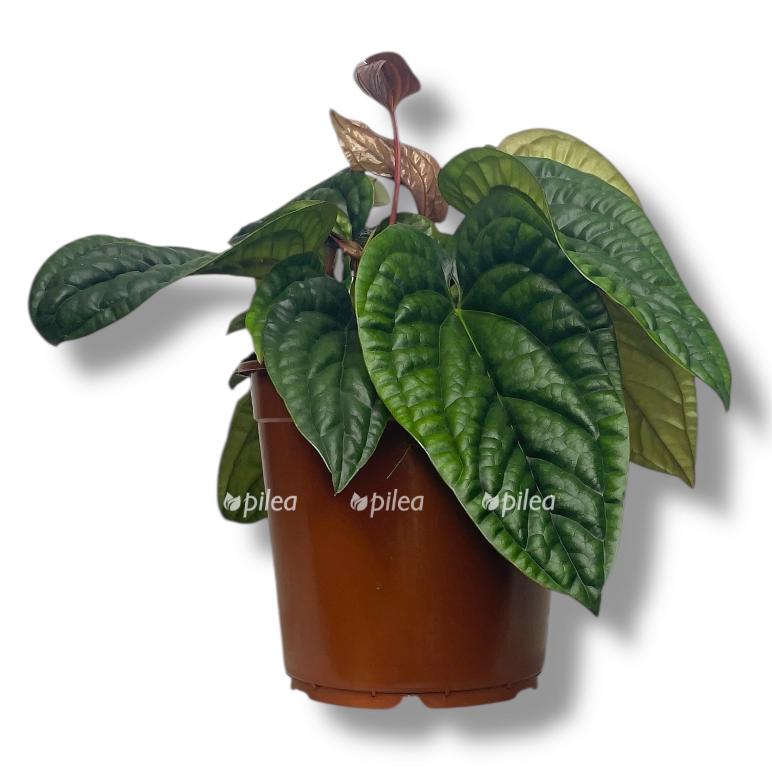 anturium lyuksurians radikans