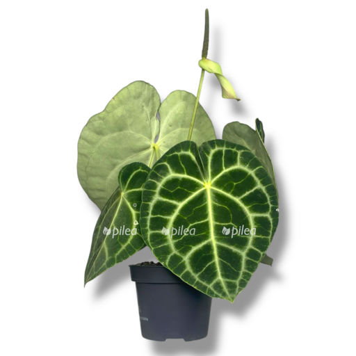 anturium magnifikum e1769419393939