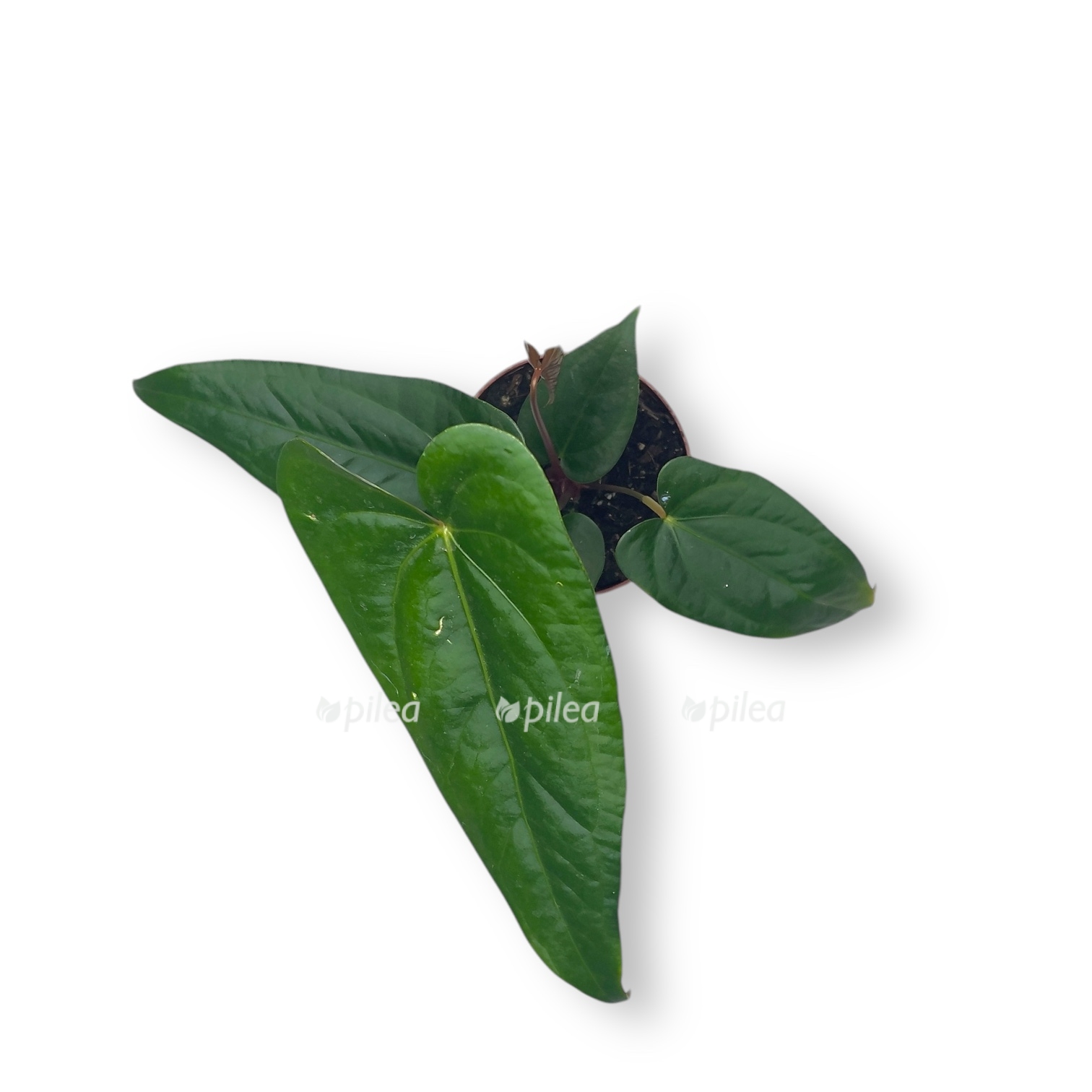 anturium magnifikum nigrolaminum