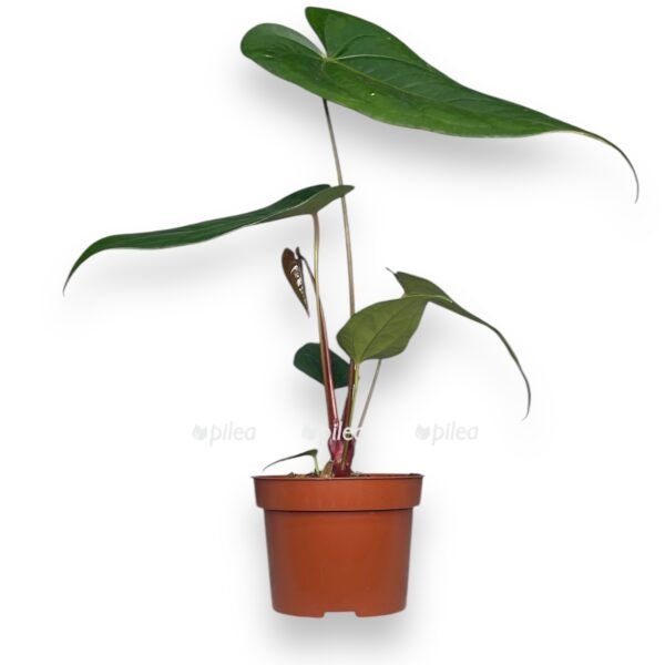 anturium magnifikum nigrolaminum e1742714641680