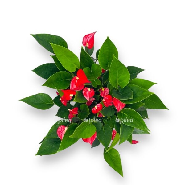 anturium million cvetov e1723572004924