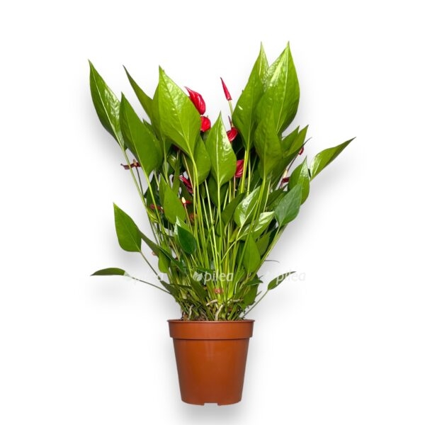 anturium million cvetov e1723572011146