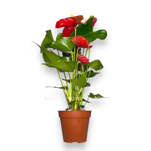 anturium-nevada-d12-sm-e1769418897283.jpg anturium nevada d12 sm e1769418897283