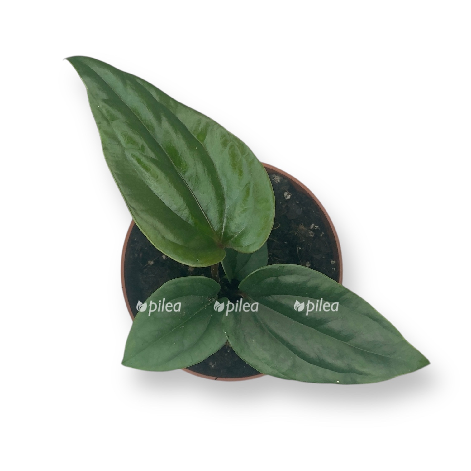 anturium nigrolaminum gigi lyuksurians