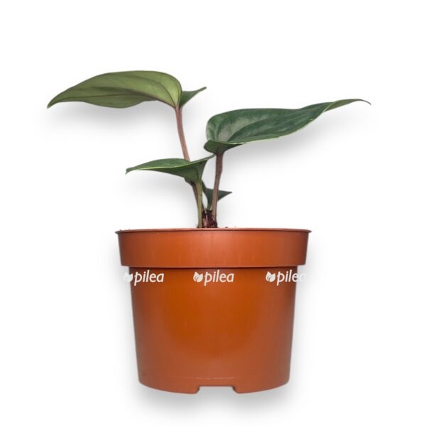 anturium nigrolaminum gigi lyuksurians e1737784818558