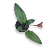 anturium nigrolaminum gigi regal