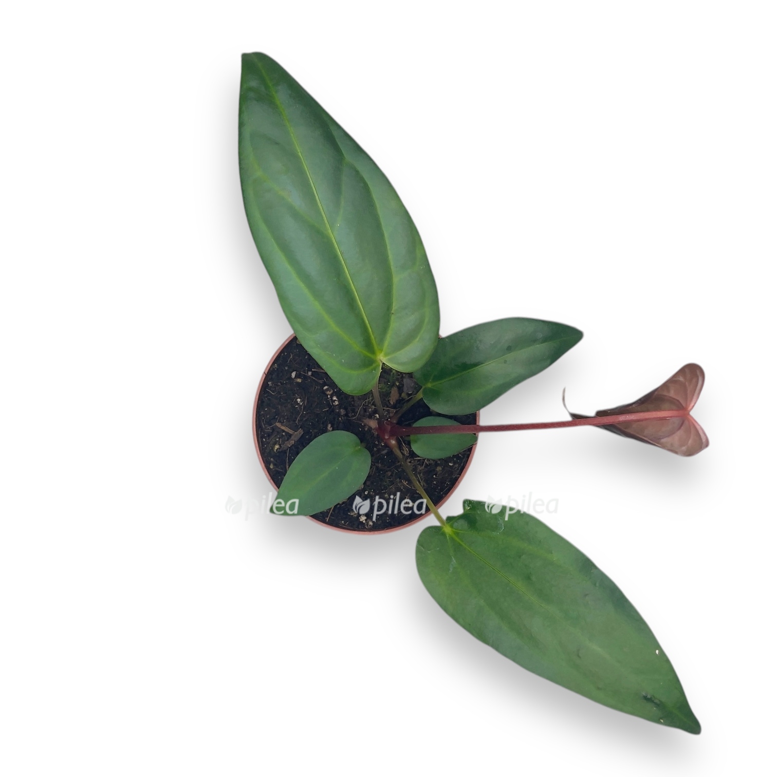 anturium nigrolaminum gigi regal