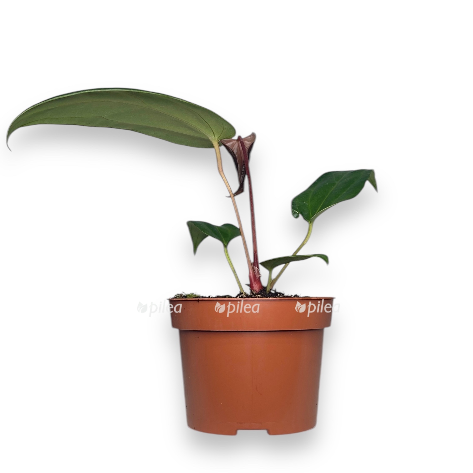 anturium nigrolaminum gigi regal